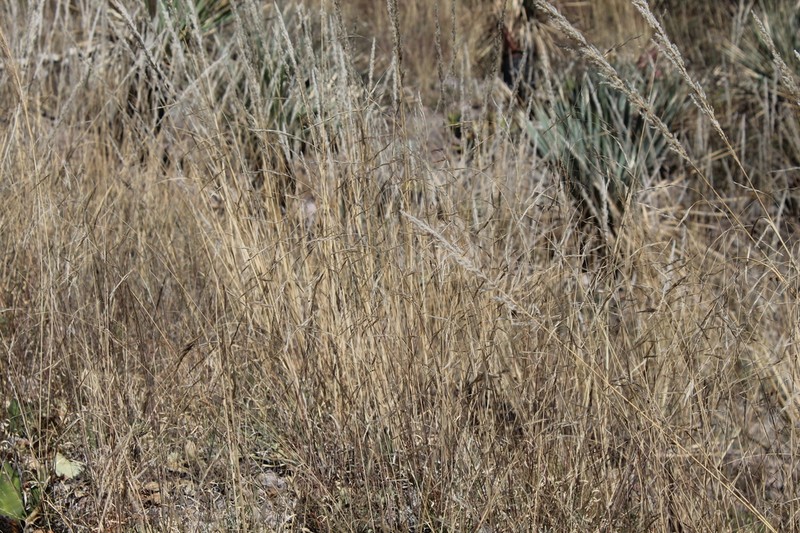 Aristida laxa photo 6