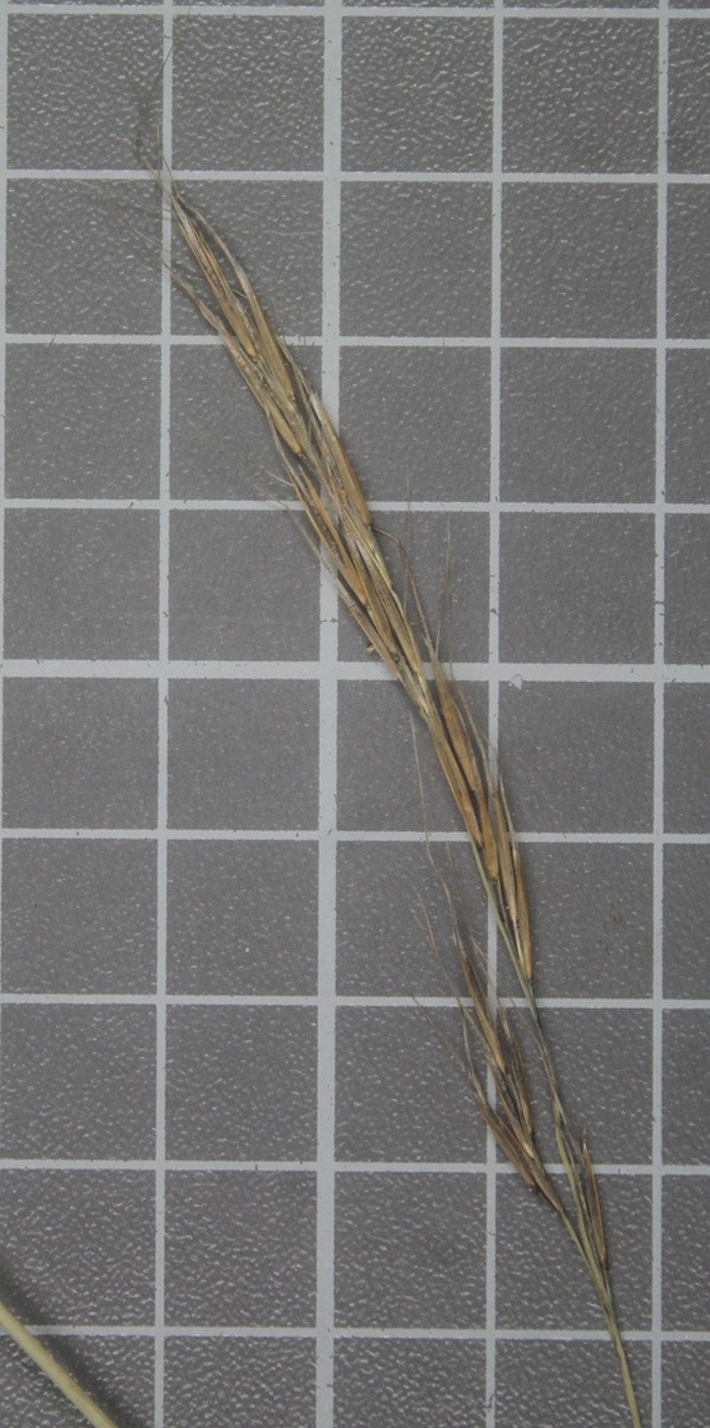 Aristida laxa photo 7