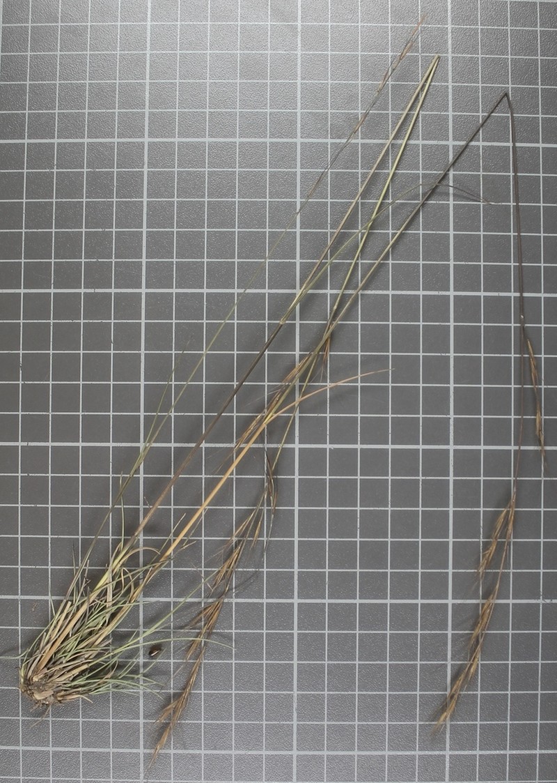 Aristida laxa photo 8
