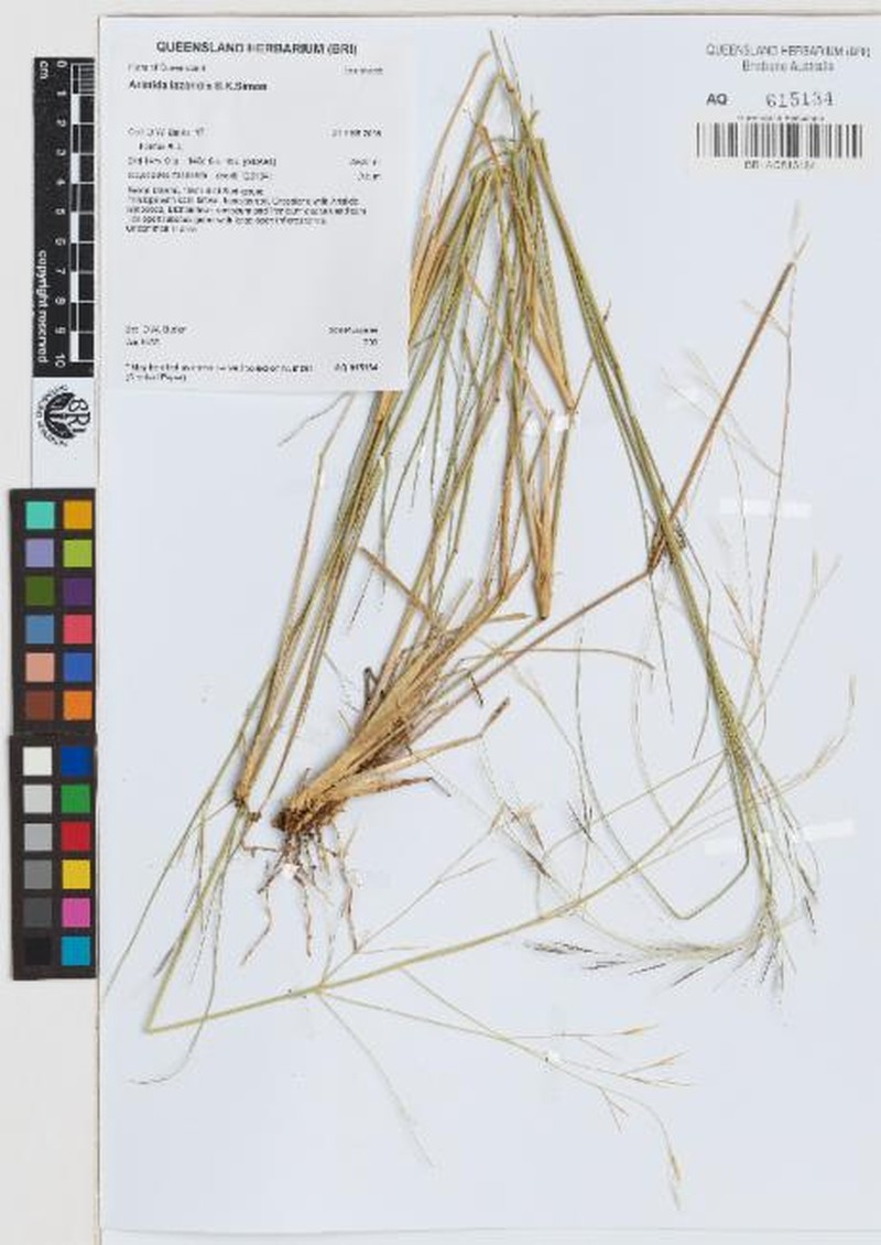 Aristida lazaridis