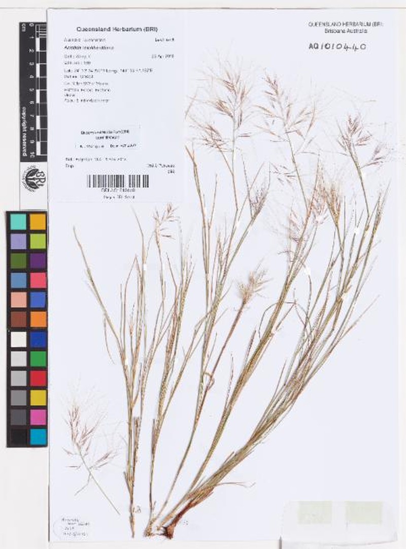 Aristida leichhardtiana photo 2