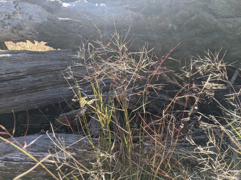Aristida leichhardtiana photo 3