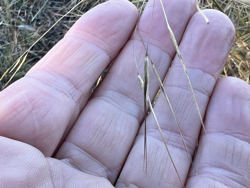 Aristida leptopoda photo 2