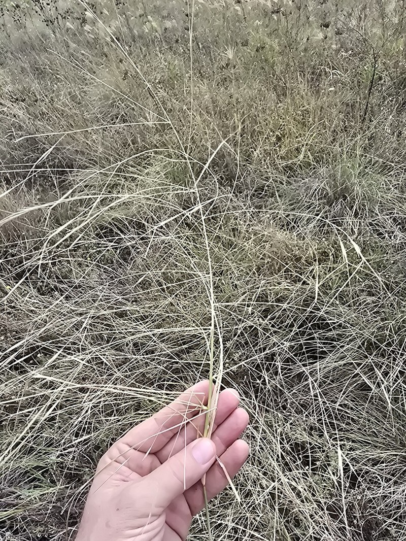Aristida leptopoda photo 3