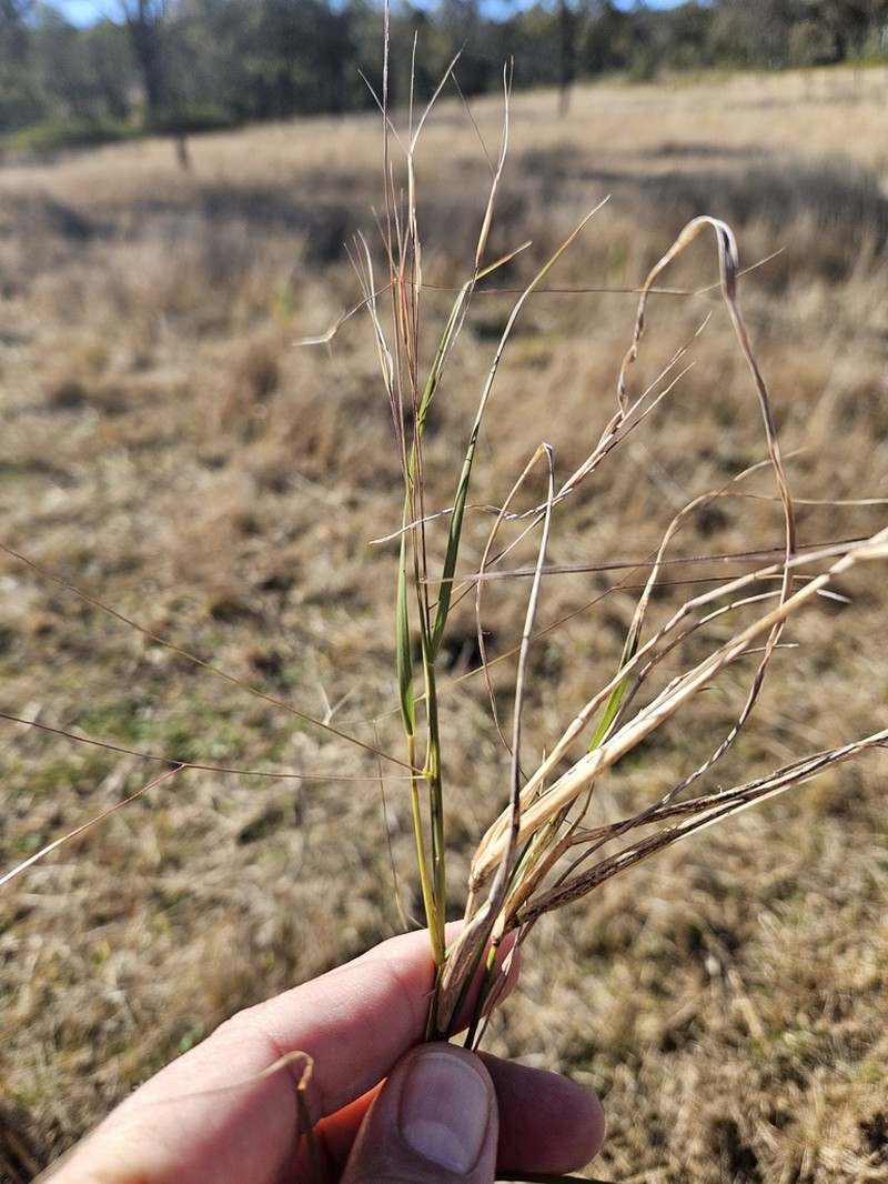 Aristida leptopoda photo 4