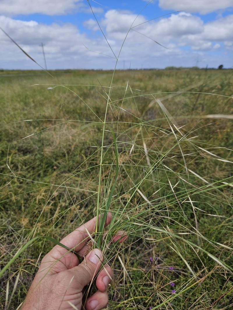 Aristida leptopoda photo 5