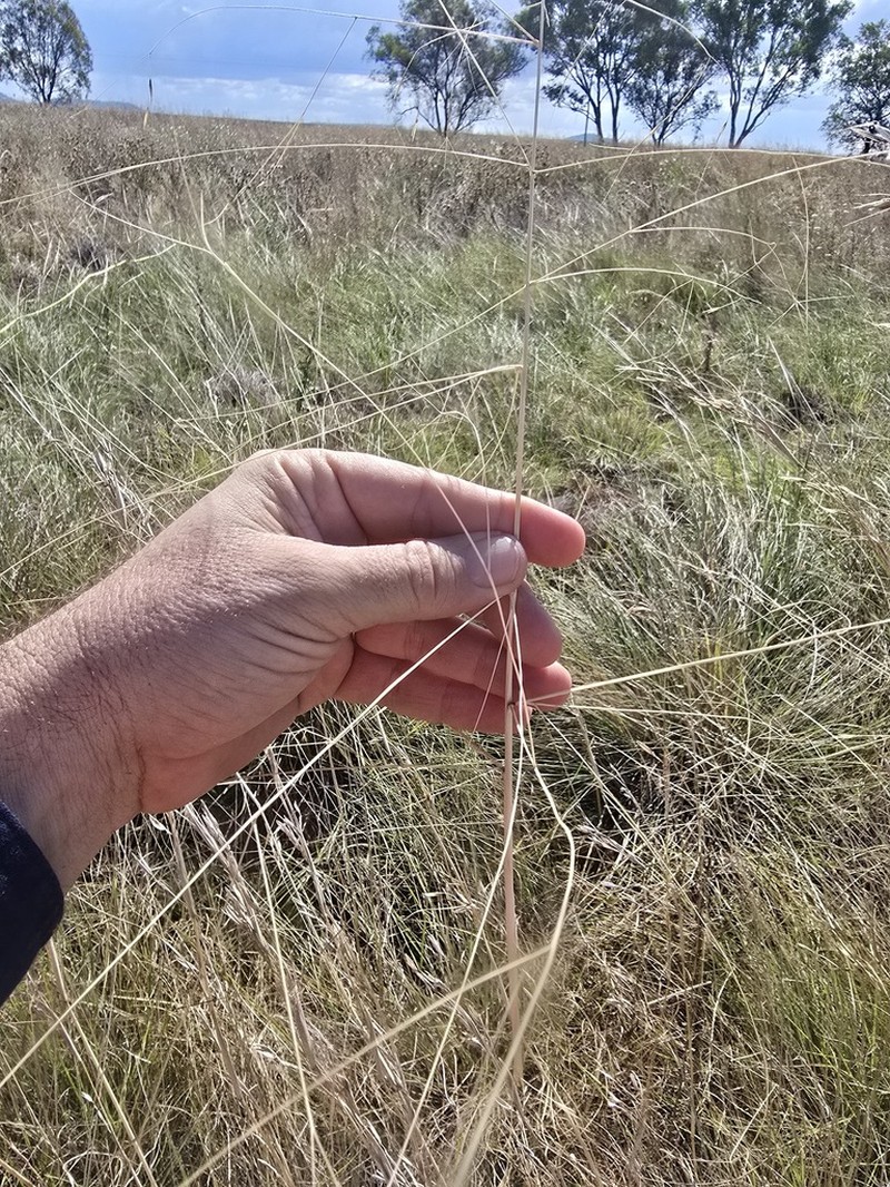 Aristida leptopoda photo 6