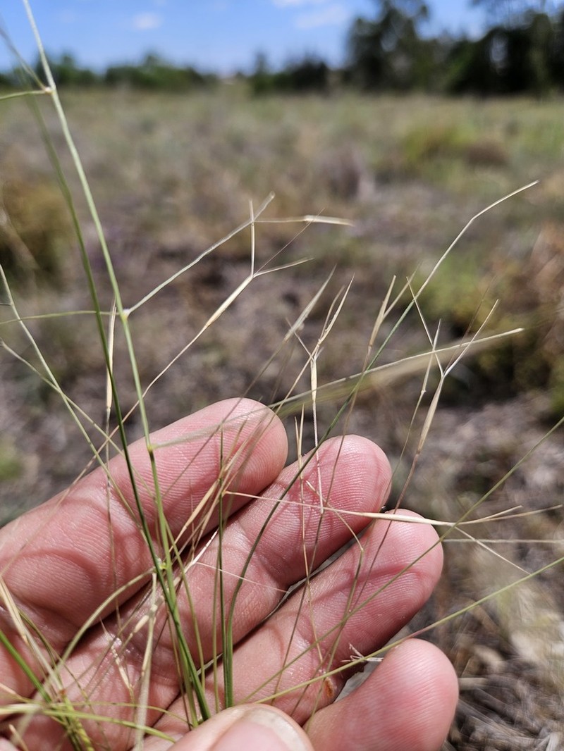 Aristida leptopoda photo 7