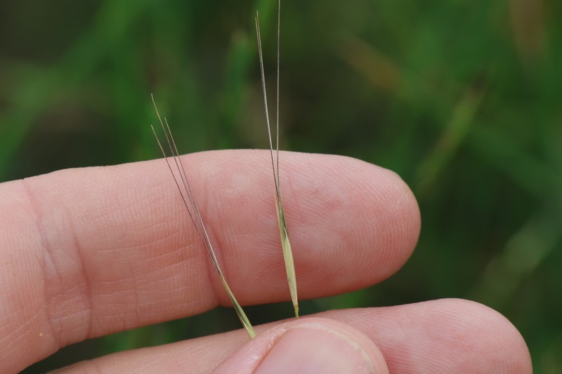 Aristida leptopoda photo 8