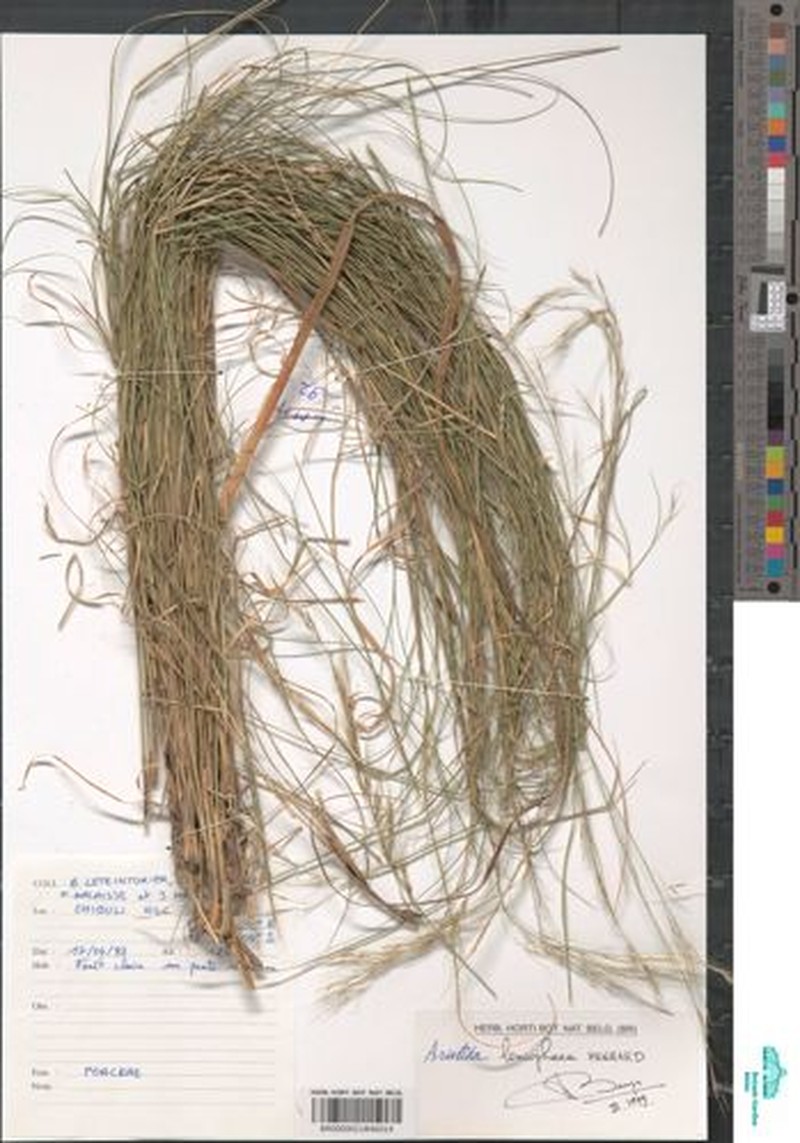 Aristida leucophaea