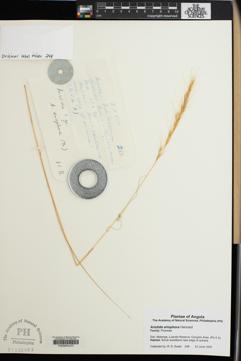 Aristida leucophaea photo 2