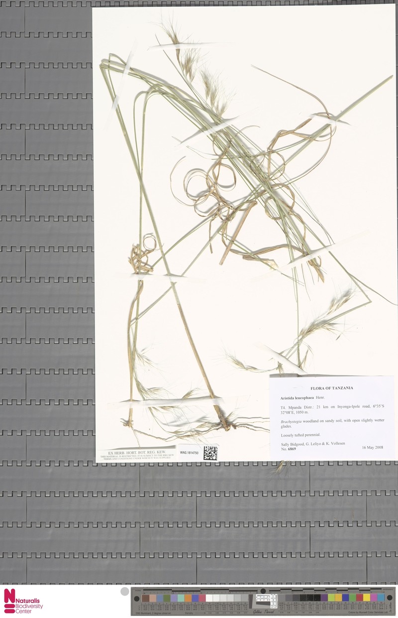 Aristida leucophaea photo 3