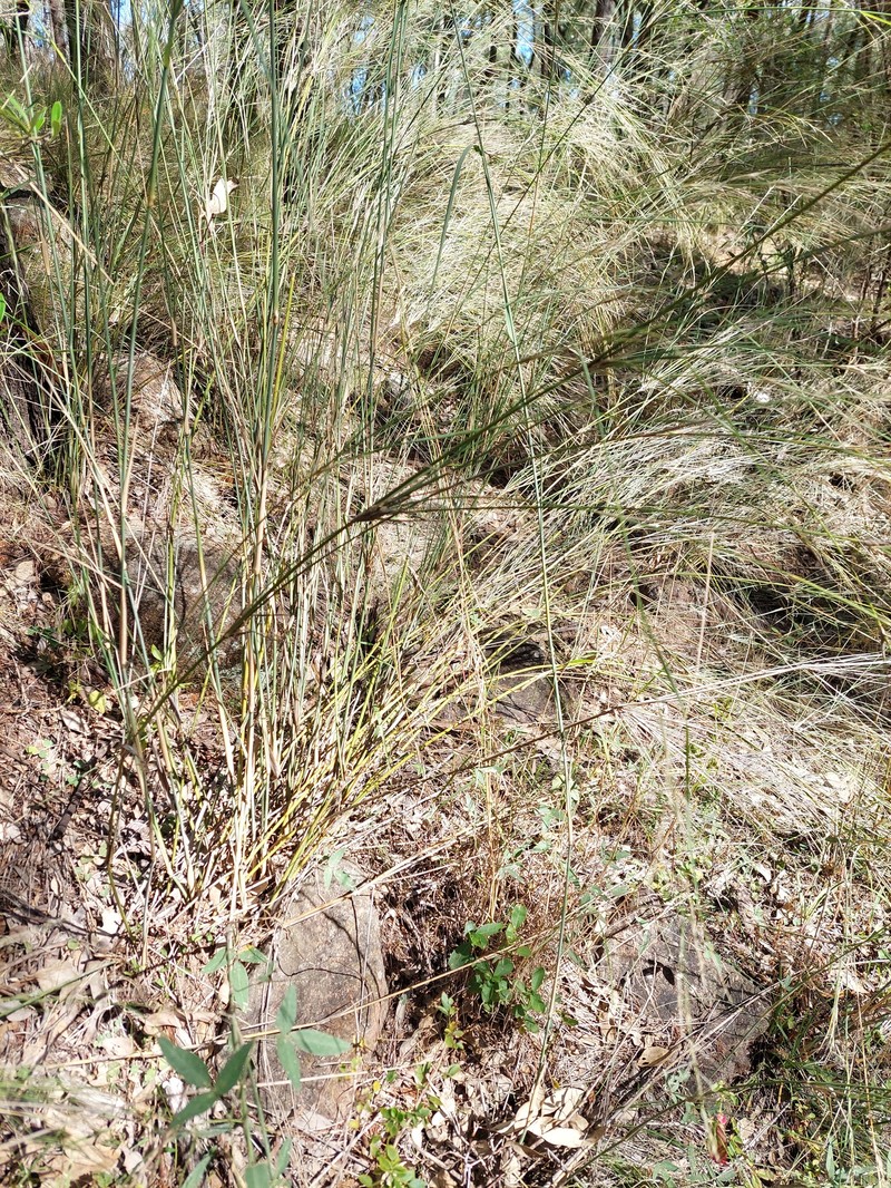 Aristida lignosa