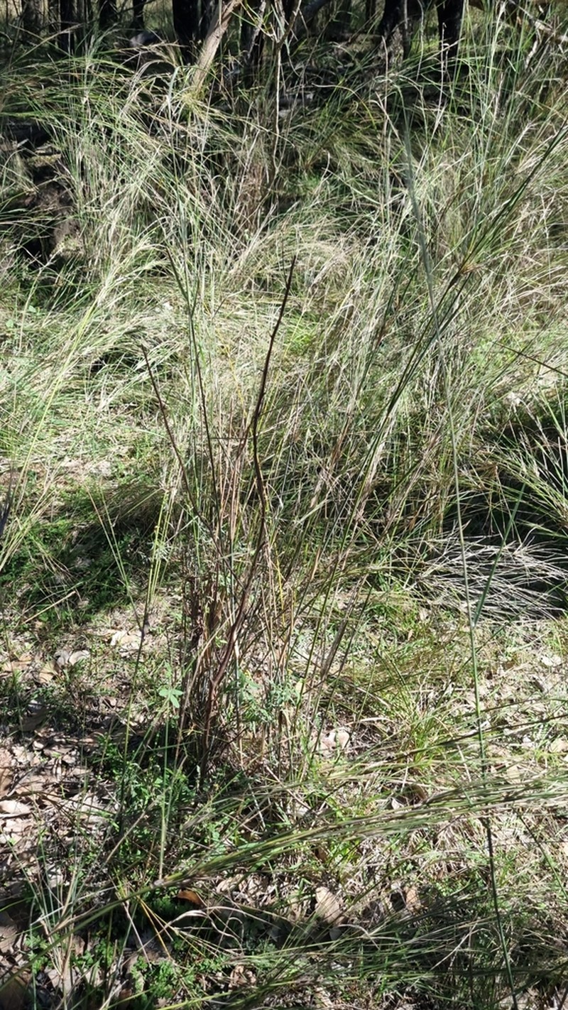 Aristida lignosa photo 2