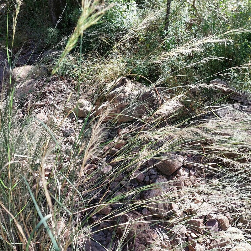 Aristida lignosa photo 3