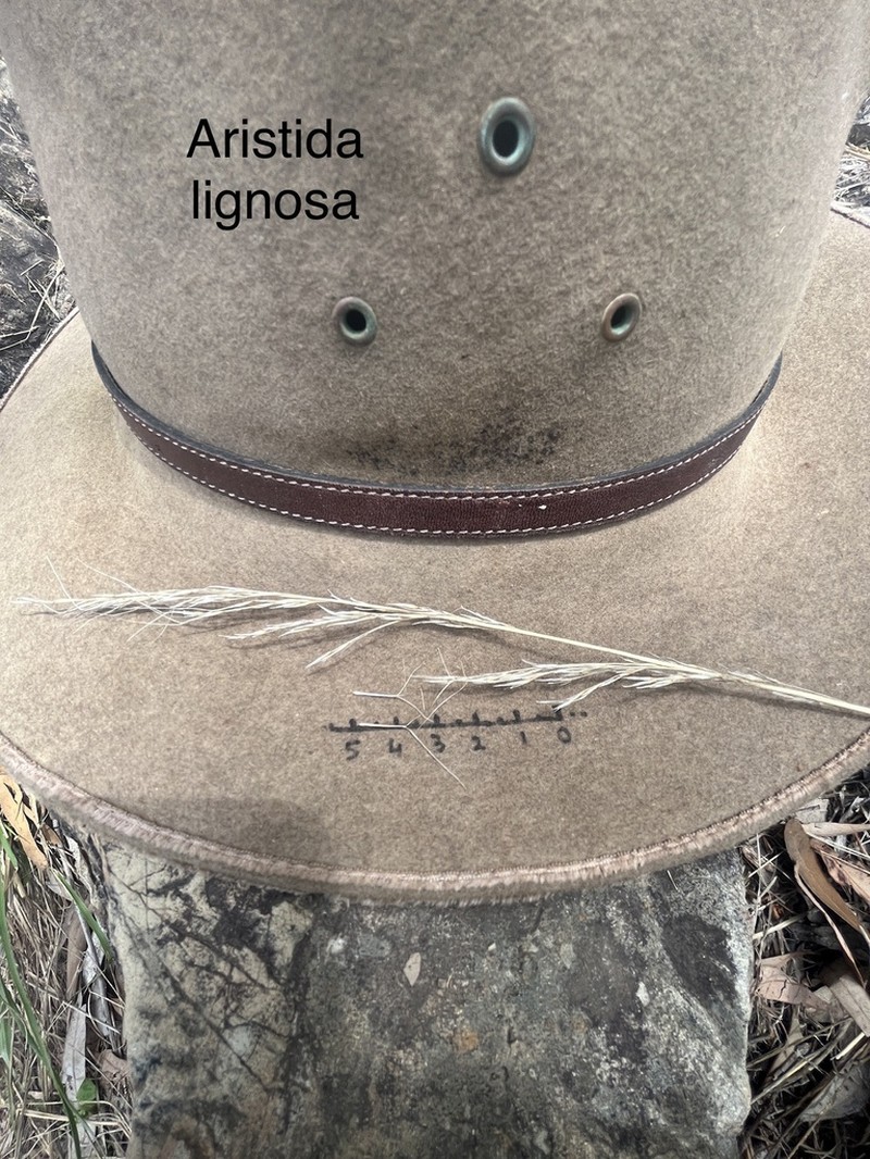Aristida lignosa photo 4