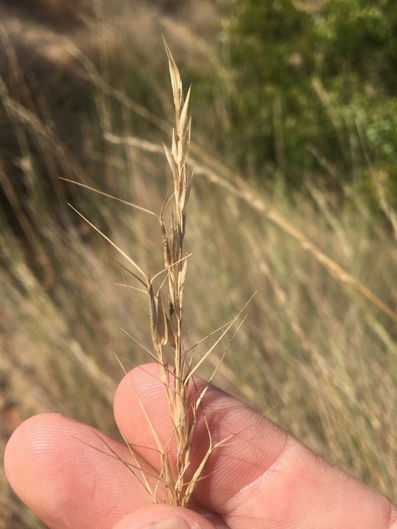 Aristida lignosa photo 5