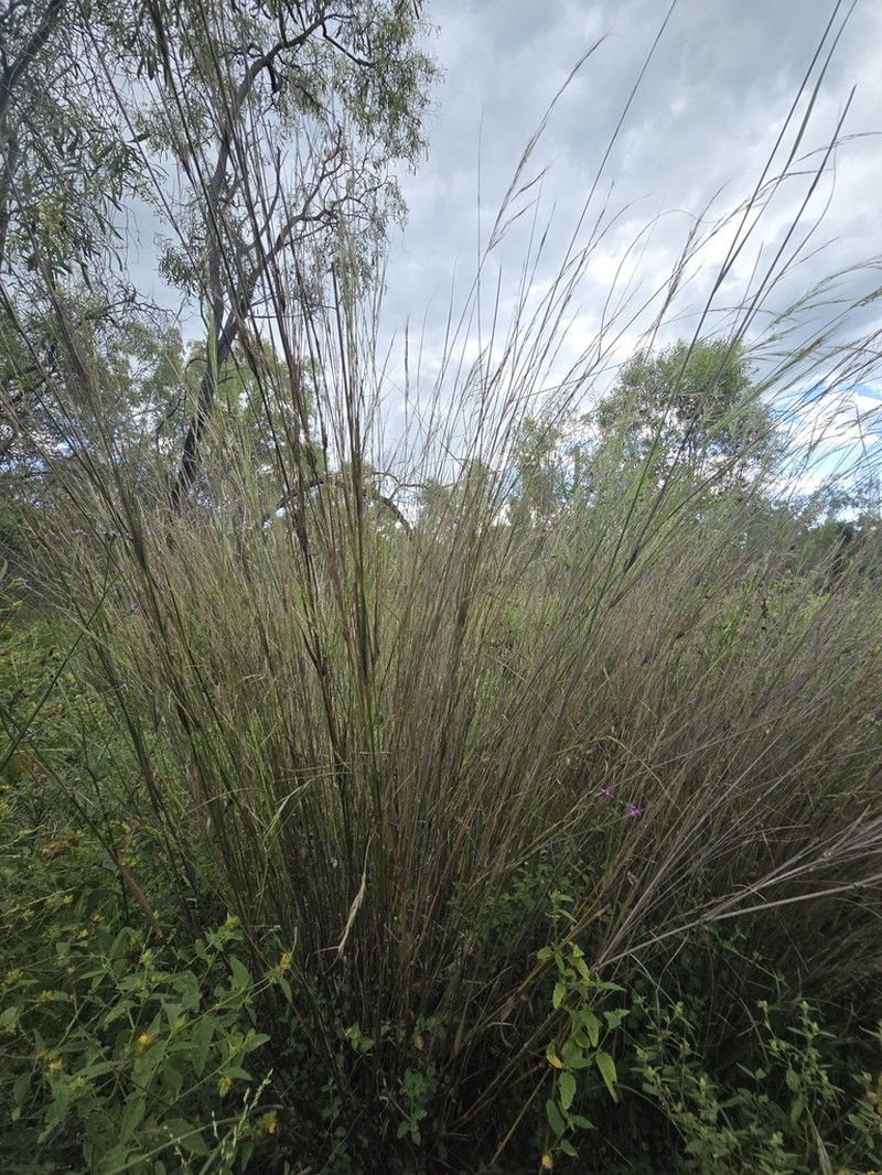 Aristida lignosa photo 6