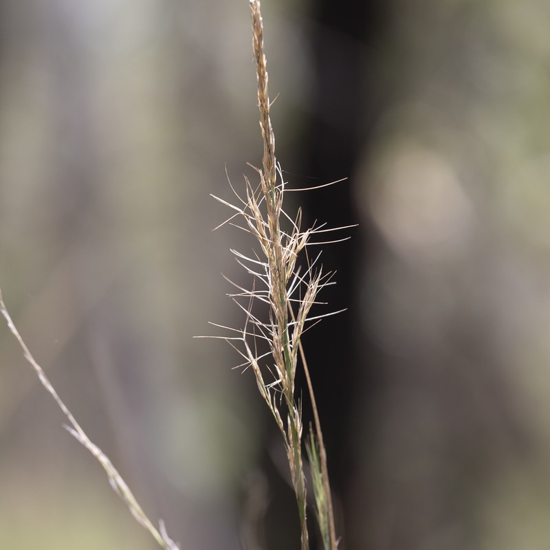 Aristida lignosa photo 7
