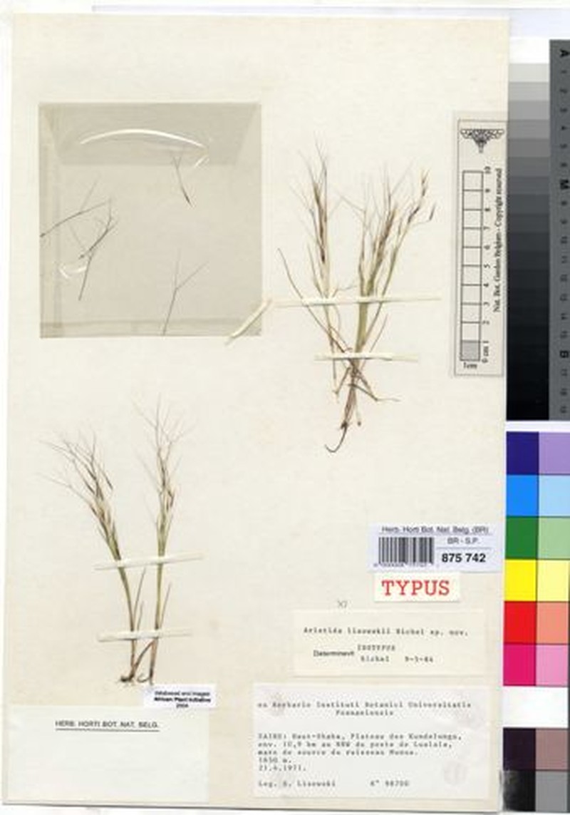 Aristida lisowskii