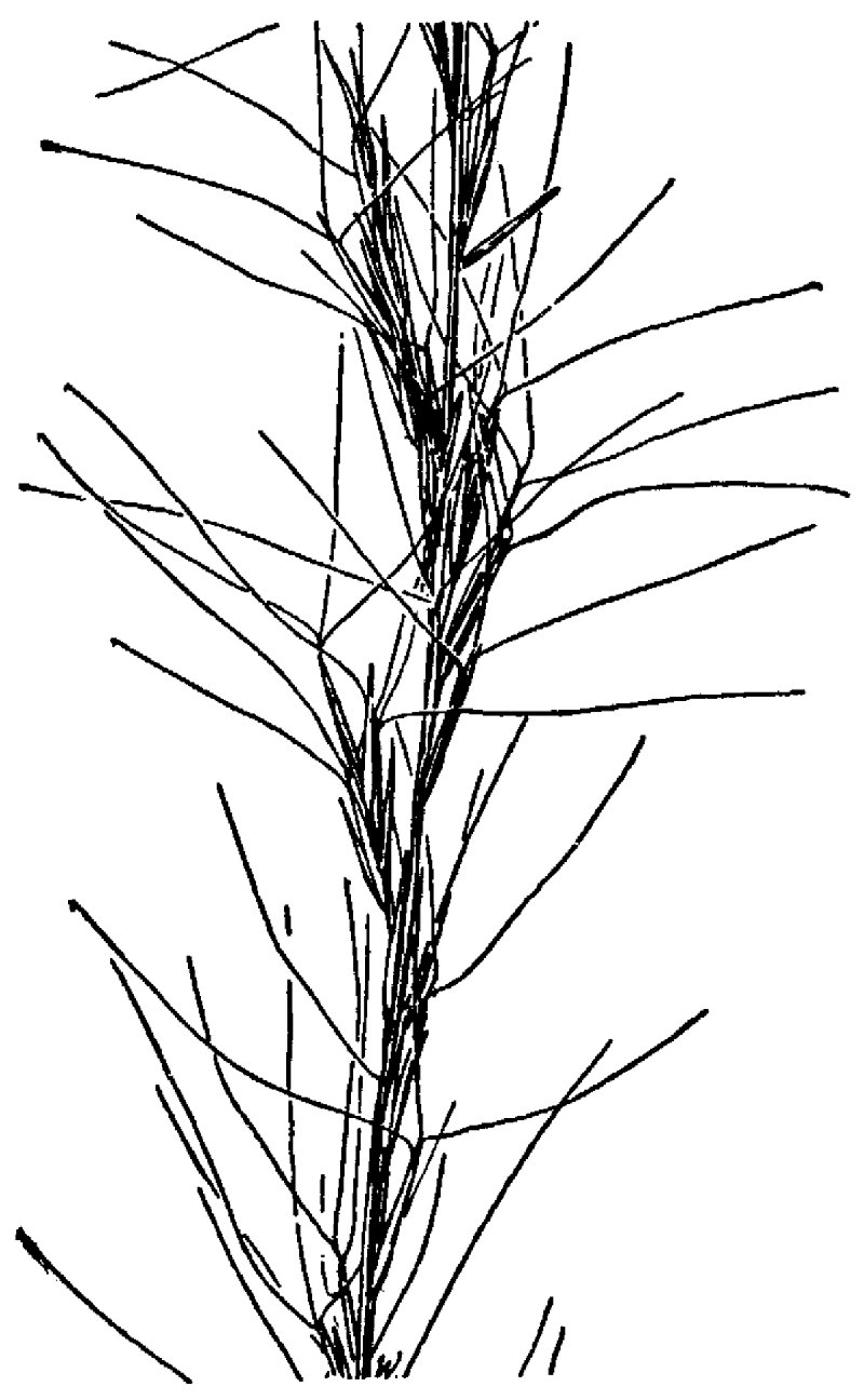 Slimspike Threeawn photo 3