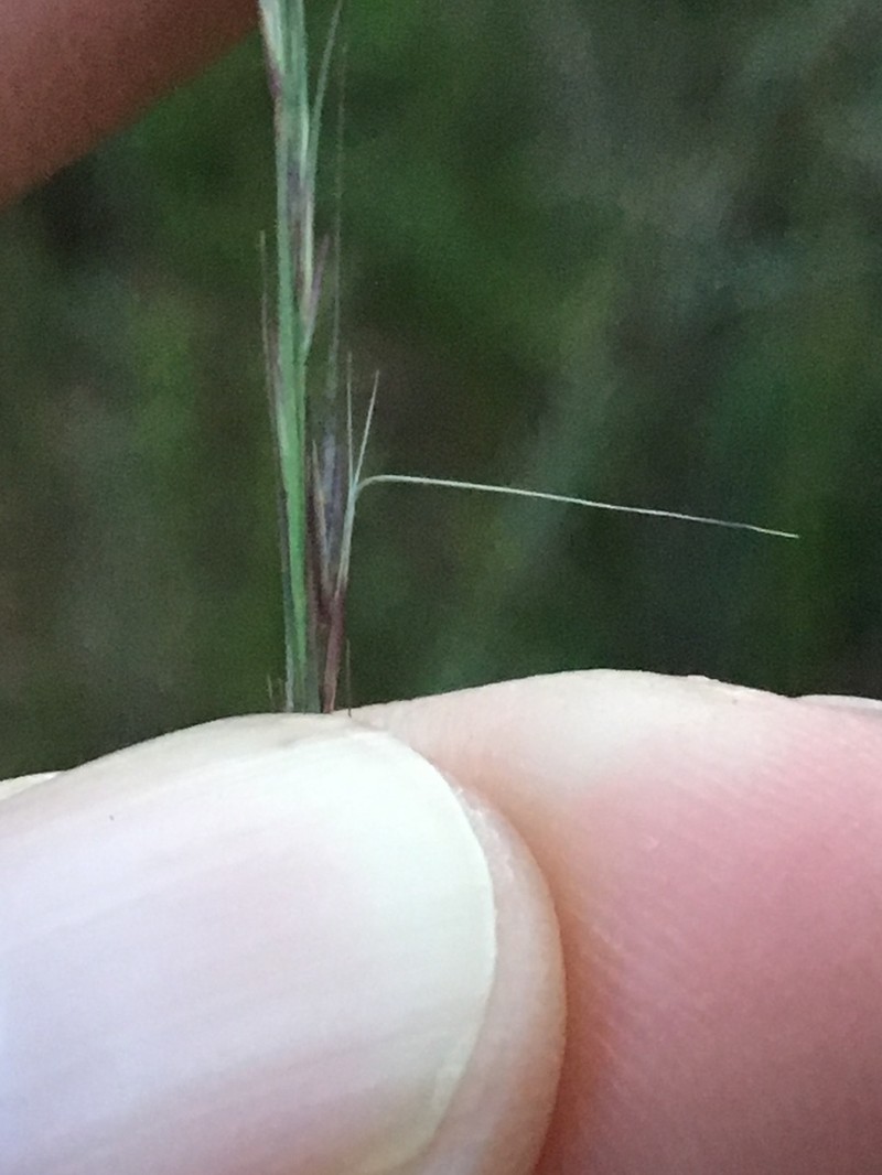 Slimspike Threeawn photo 6