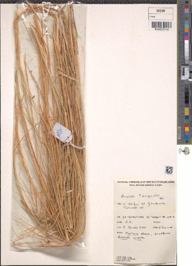 Aristida longicollis