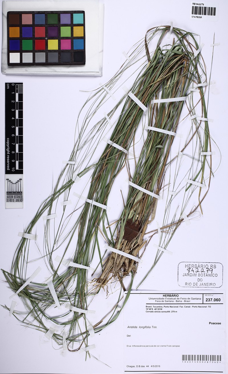 Aristida longifolia photo 2