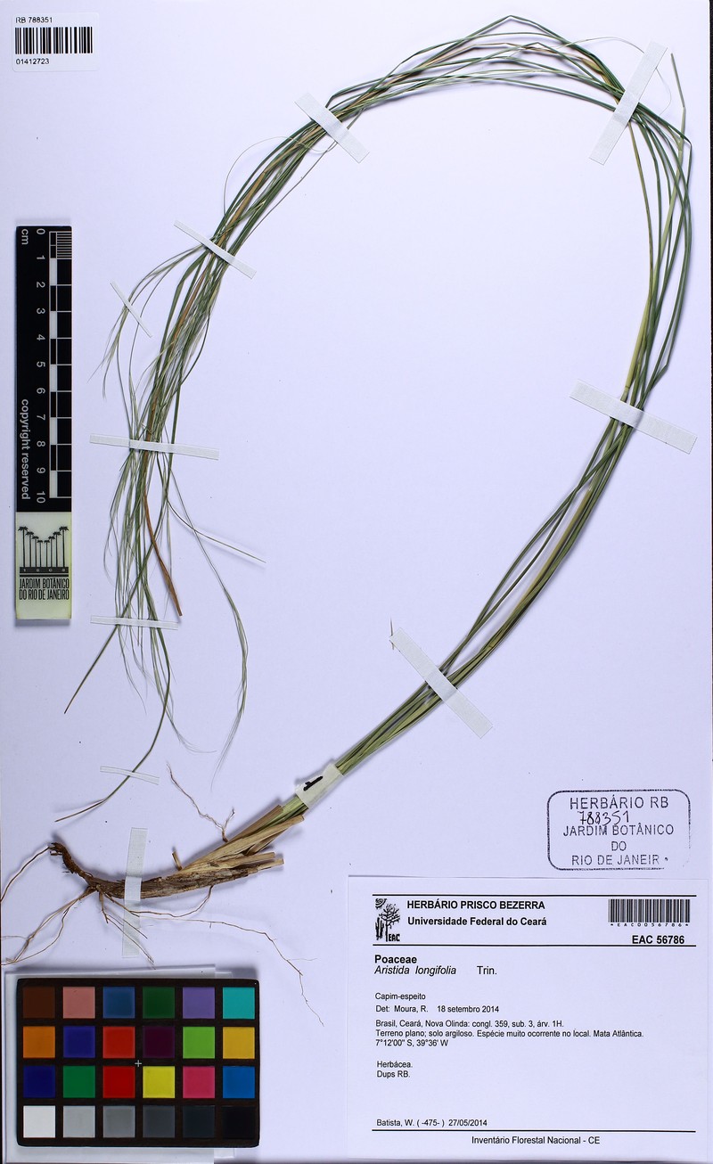 Aristida longifolia photo 3