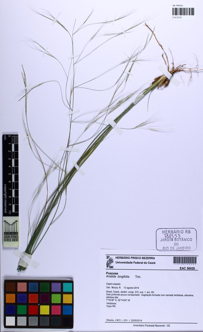Aristida longifolia photo 4