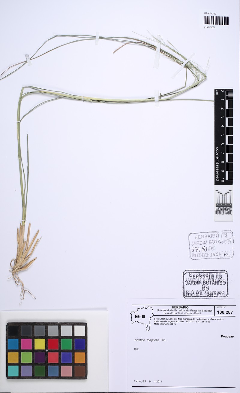 Aristida longifolia photo 5