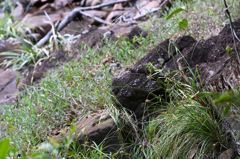 Aristida longifolia