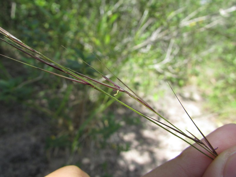 Aristida longifolia photo 6