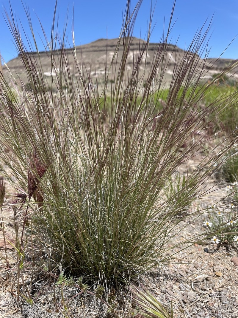 Aristida longiseta photo 2