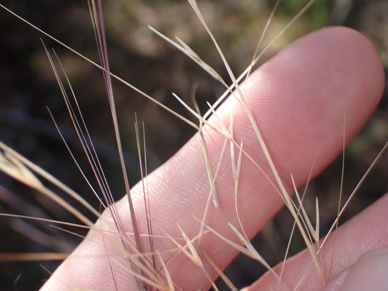Aristida longiseta photo 3