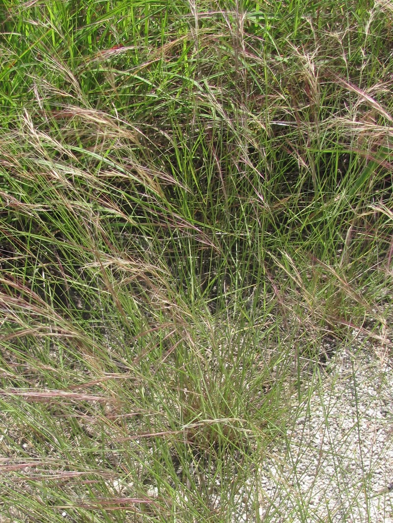 Aristida longiseta photo 5
