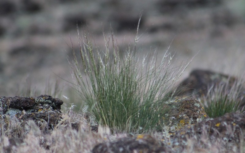 Aristida longiseta photo 6