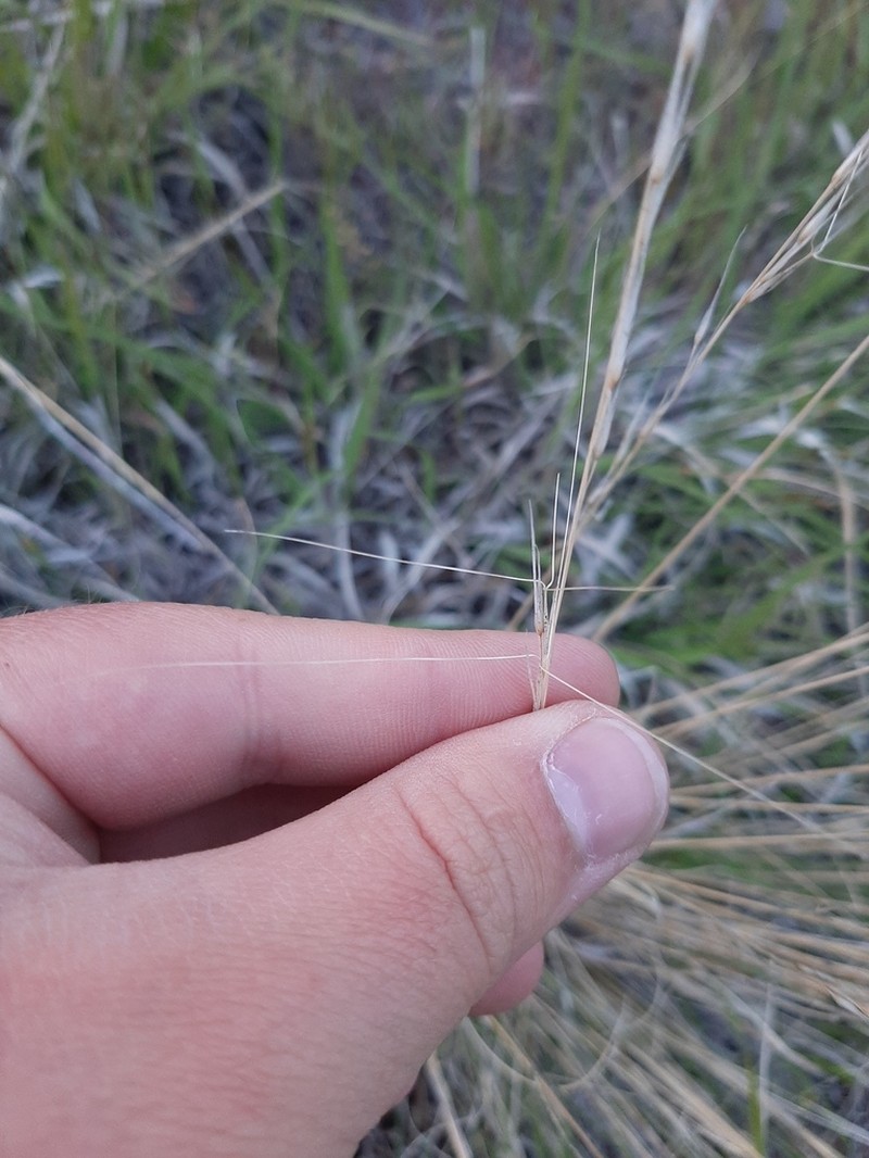 Aristida longiseta photo 7