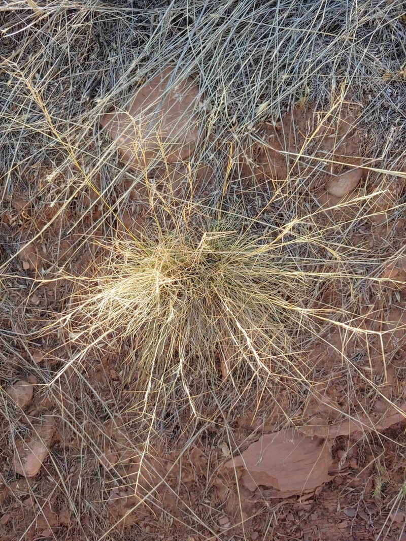 Aristida longiseta photo 8