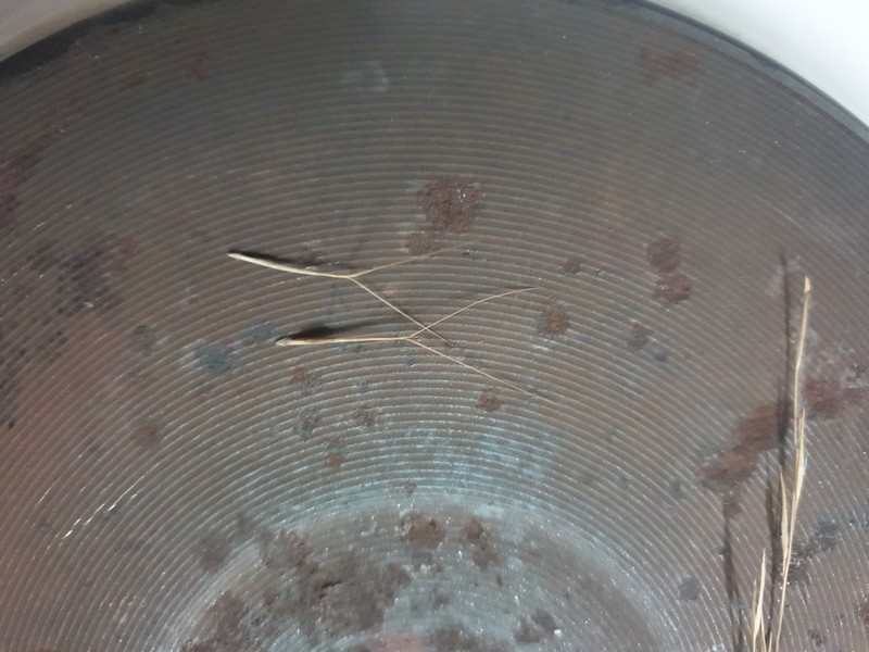 Aristida macroclada