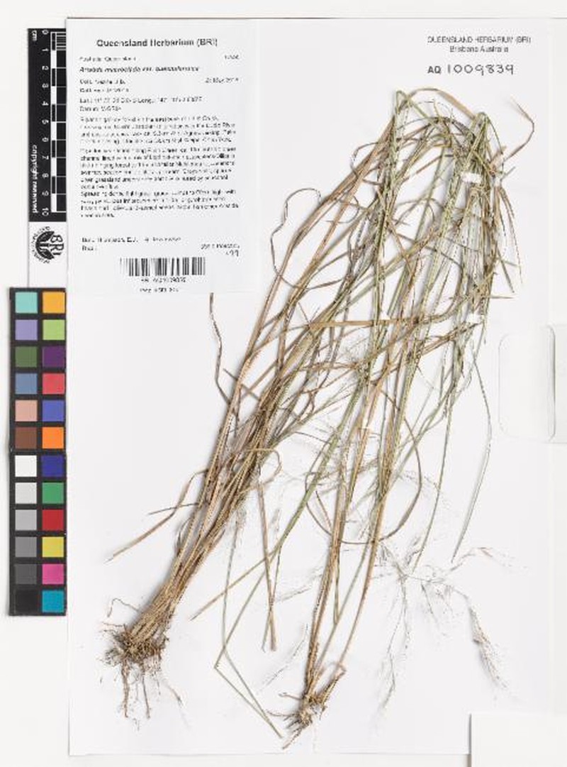 Aristida macroclada photo 2