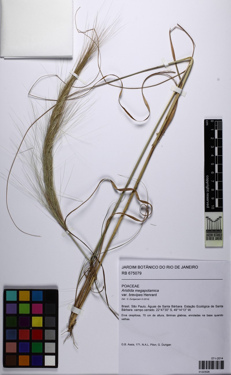 Aristida megapotamica