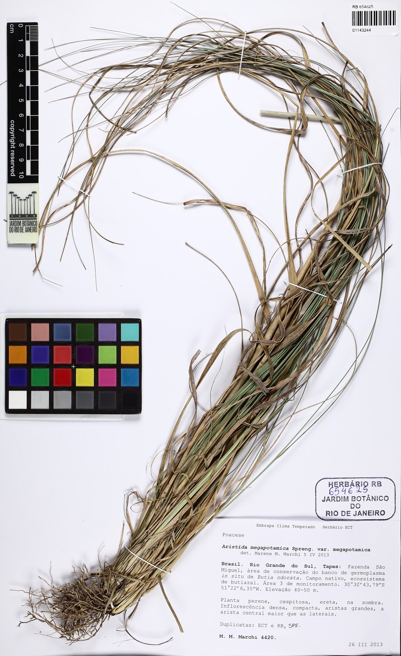 Aristida megapotamica photo 2