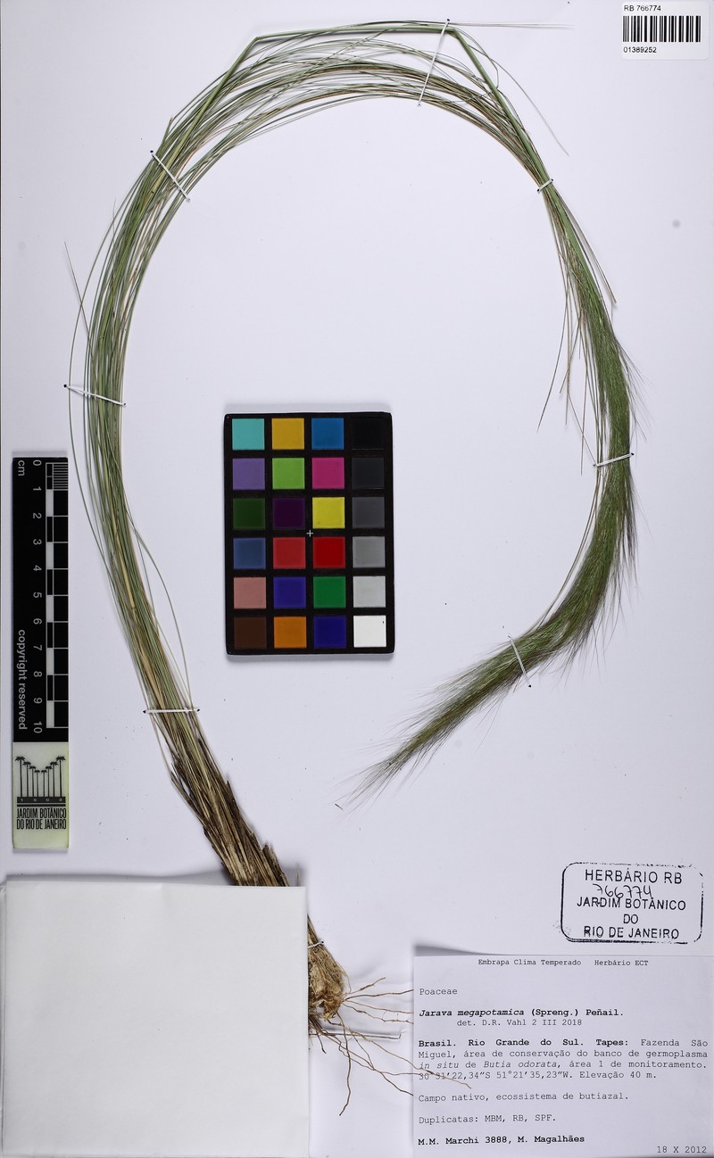 Aristida megapotamica photo 3