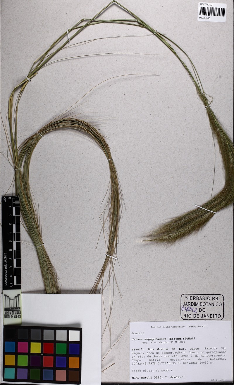 Aristida megapotamica photo 4