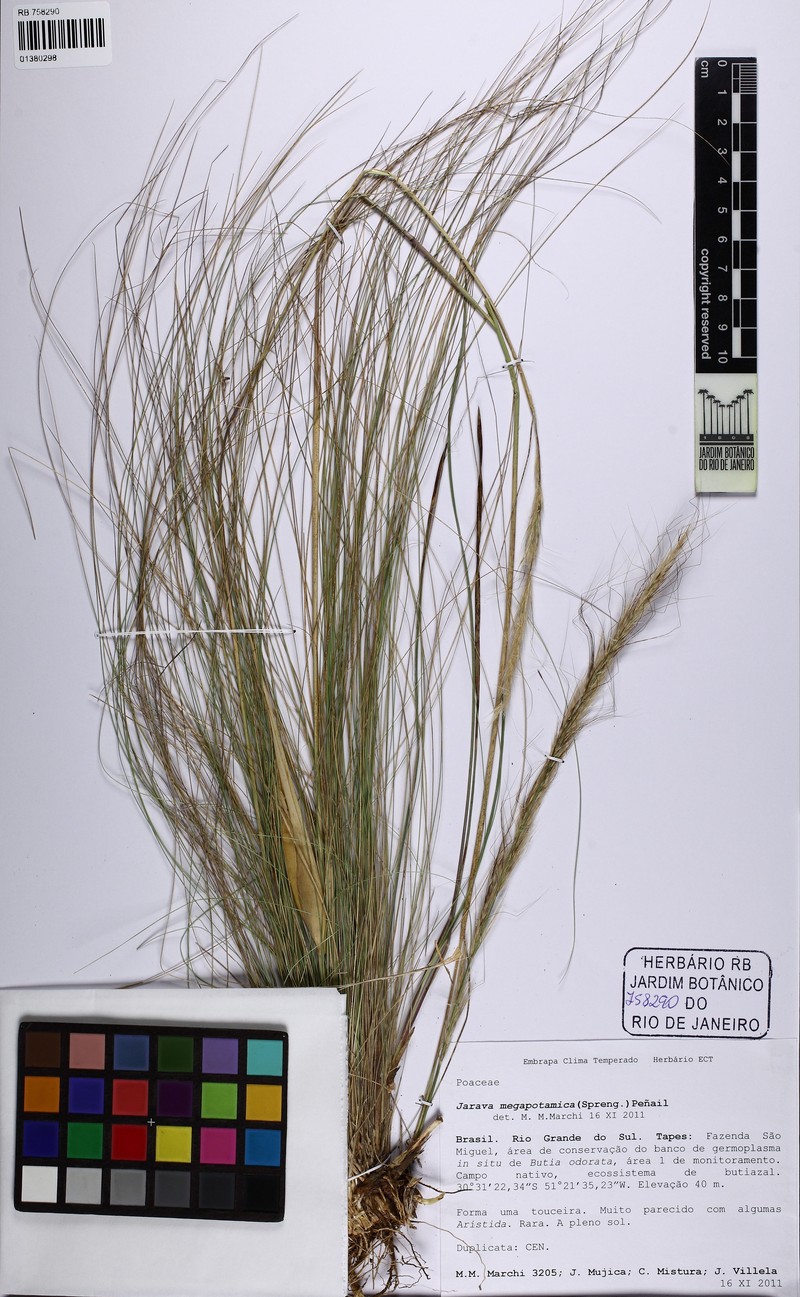 Aristida megapotamica photo 5