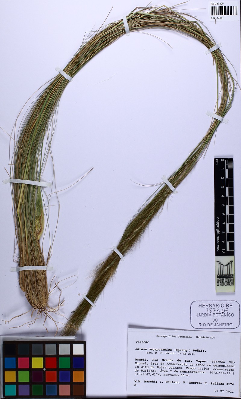 Aristida megapotamica photo 6