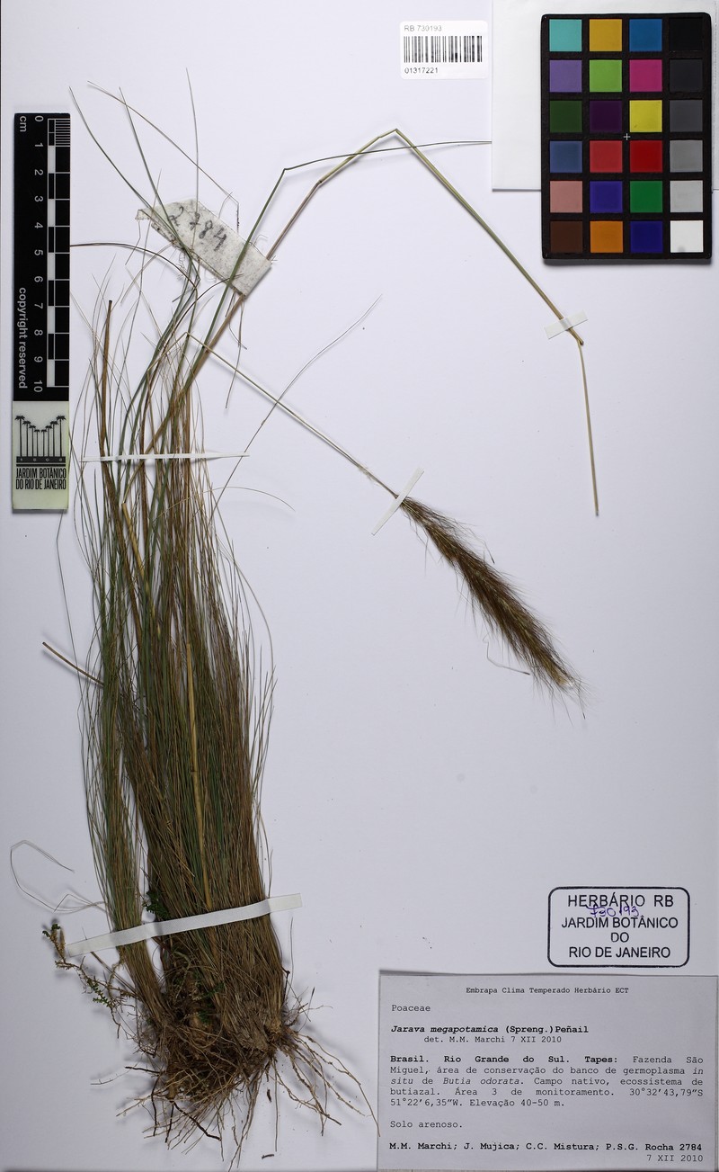 Aristida megapotamica photo 7
