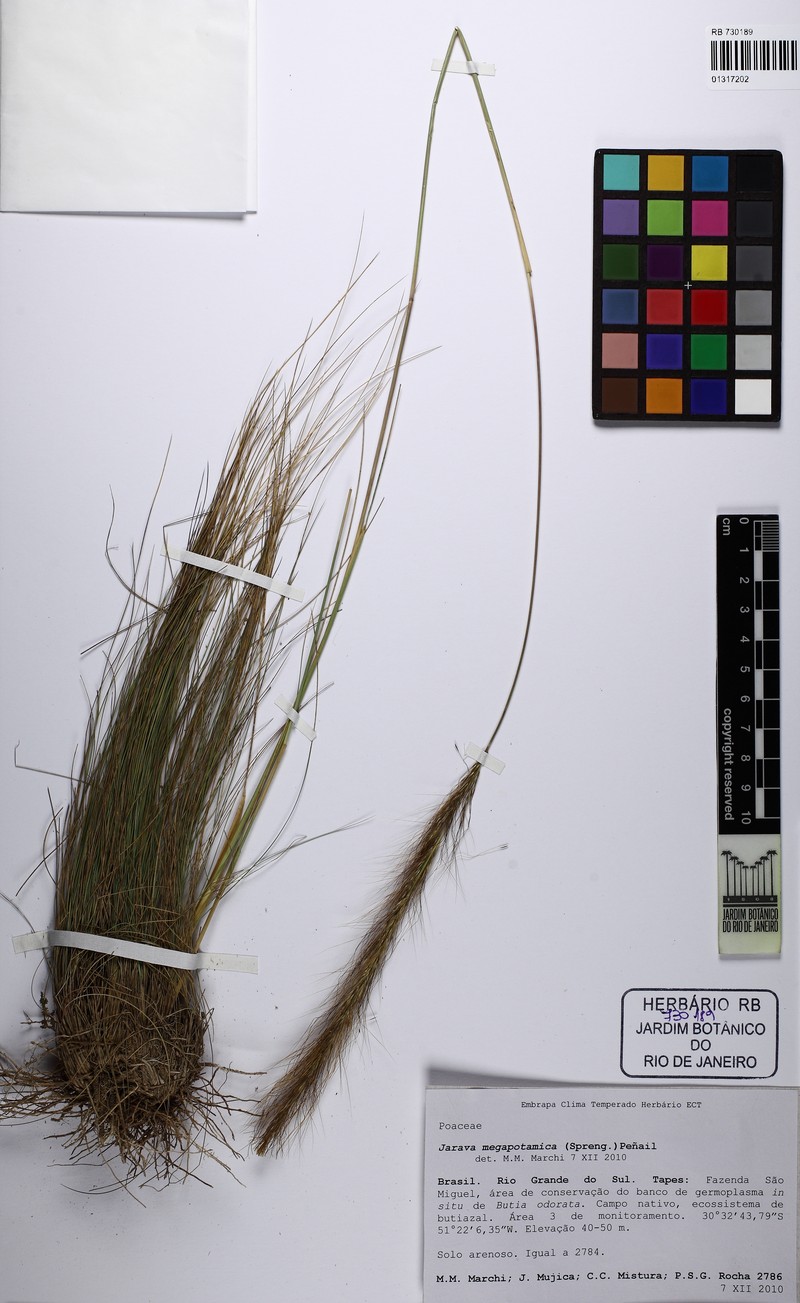 Aristida megapotamica photo 8