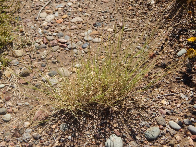 Aristida mendocina